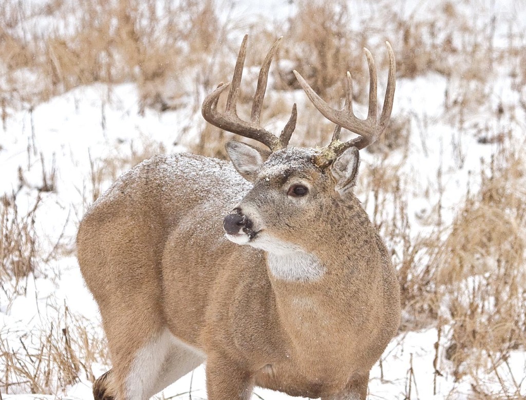 Hard Winters To Blame For Deer’s Decline 