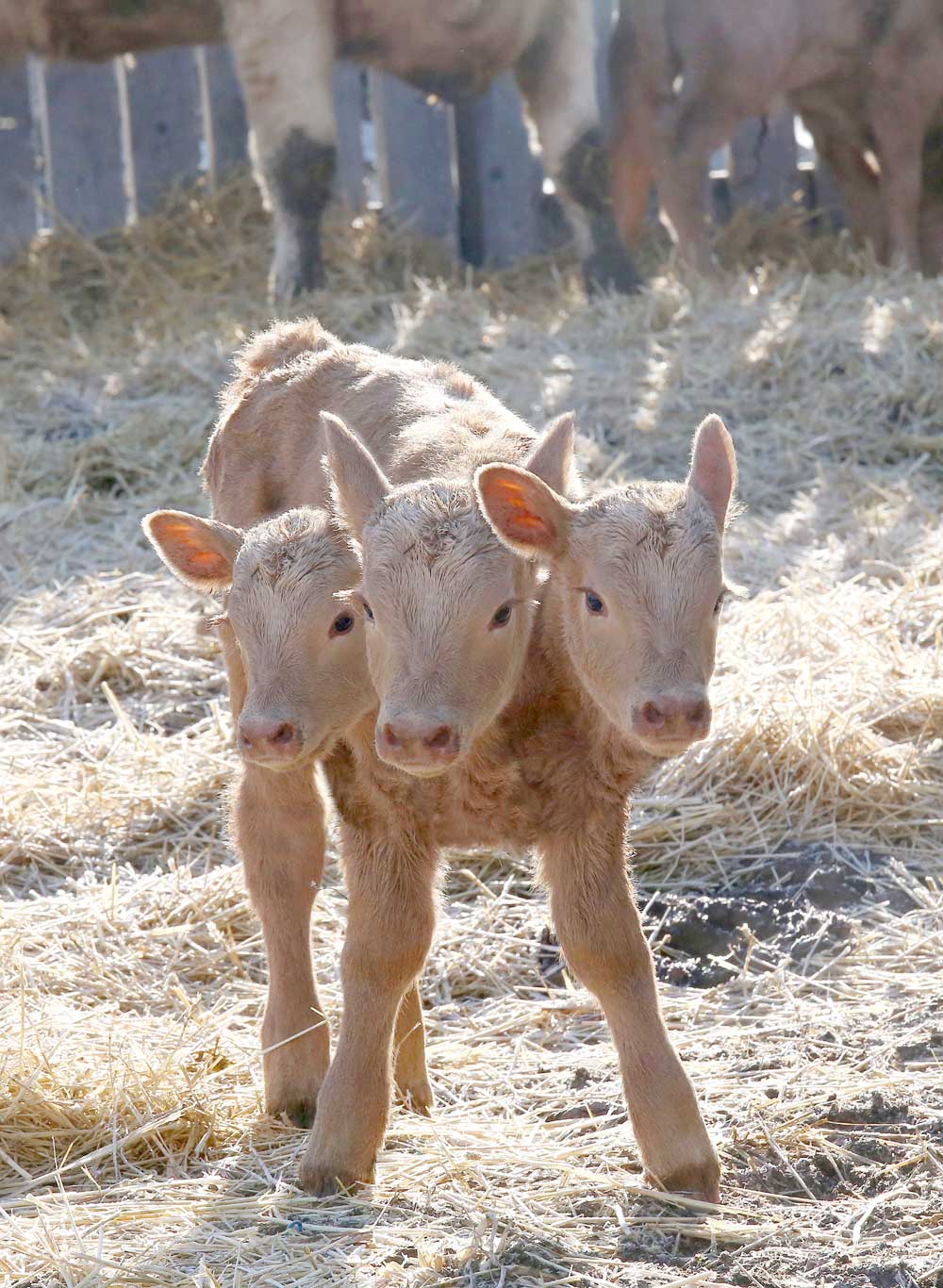 A calf was born in Saskatchewan with three heads, which has caused ...